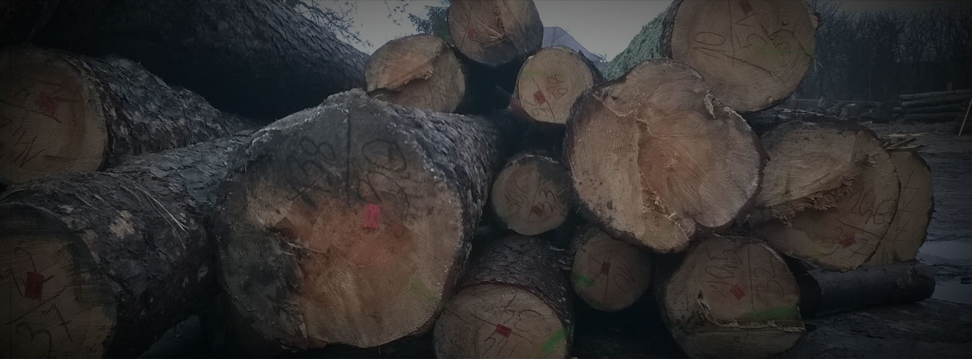 Drewno – Sosna, Jodła, Świerk z lasów Roztocza i Bieszczad